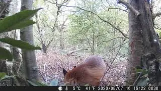 Campark T20 Trail Camera - Red Fox