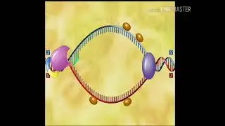 DNA Replication ডি এন এ প্রতিলিপিকরন Animation In Bengali