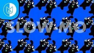 Midnight and Tommy's Slo-Mos!