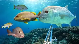 Spotnya Mantap 3 Ekor Maori, 1 Ekor Kakap Merah Dan Seekor Bobara Besar Zuki Panah Sekali Trip