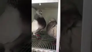 Parejas de palomas de raza