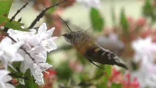 Hummingbird Hawk Moth - Australia