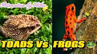 Toad vs Frog: What&rsquo;s the Real Difference? 🐸🆚🐸 @TheGlobalAnimalsWorld 