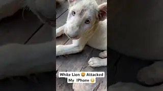 White Lion Attacked My I phone📲 | Multi Zoo