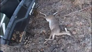 Deer Dog drives in Cutover 2022!! (Doe Down)