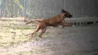 North central unit paws in prison