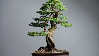 Picea wilsonii Also known as Wilson's Spruce