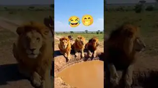 4 Lions Fall Into Deep Pit After Wild Boar Attack 😱 | Shocking Wildlife Shorts #animals #funny