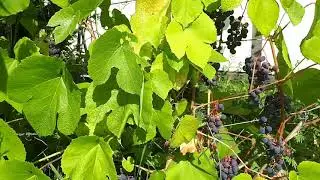 Виноград. Сергей Садов. Кусты на участке