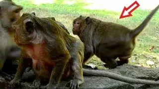 OMG! Sweet Pea Cries Scare King Skippy Very Loudly, Popeye Loves Older Son SP So Much