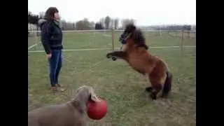 Mini-Shetland pony Fleur tricktraining