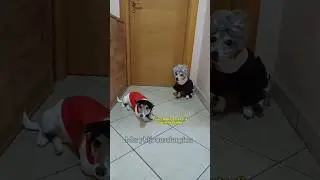 Oggi la mamma ha comprato la Nutella 😂 #merybijouesciarpina #jackrussell #shorts #parodia #comedy