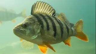 How to set up a float rod and an inline maggot feeder for perch