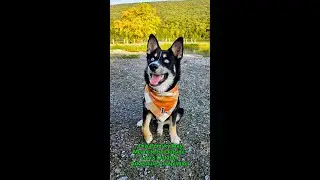This Pomsky Was Meant to Be Outside | Loki&rsquo;s Adventure Compilation