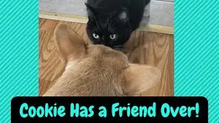 Cookie Relaxes and Meets a Friend   ||  Cute Cat Video