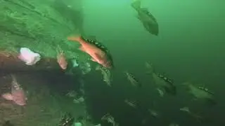 Great Canadian Dives... Orlebar Point.