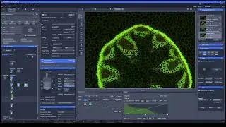 [EN] How to take image using Zen software part 3 #zeiss #microscope