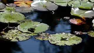 Frog hop lily pad animal ||nature beauty || animal