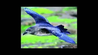Marine Conservation - Mauritian Wildlife Foundation