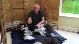 AchyPaw Canine Massage : Part 4 - Petrissage