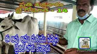ఈ ఆవు అమ్మ మరియు పిన్నిని బ్రెజిల్ వారు కొన్నారు/ This cow is the mother and auntBrazil they bought