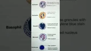 WBC Types I NEET I Class 11 Biology I #shorts