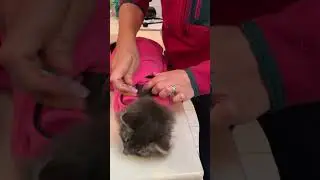 Applying topical medication (revolution) between the shoulder blades&mdash;demo in the calm &cozy