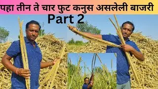 तीन ते चार फुट कनुस असलेली बाजरे || Bajra Part 2.