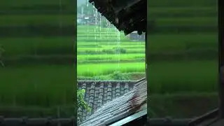 ASMR - Rainfall Over Village Roof | Calm in the Rice Fields #asmr #rain #rainsounds #heavyraining