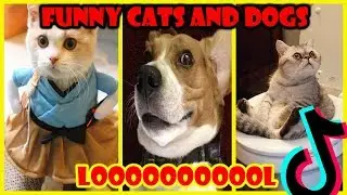 Funny Cats and Dogs Tik Tok meme video compilation - TikTok Pets | Ep 27