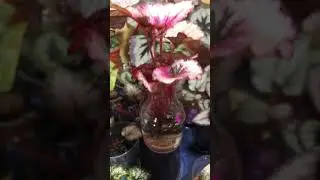 Full water culture really does work for Rex Begonias - From single leaf to full plant!
