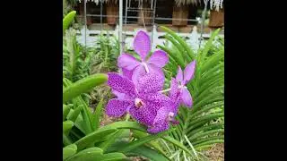 Beautiful flowers in Malaysia #plants#flowers#nature#Malaysia
