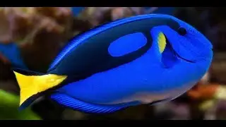 blue tang fish - blue tang care - should you buy a dory fish?