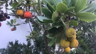 Strawberry tree ( Arbutus Unedo ), these grow like weeds in the Mediterranean