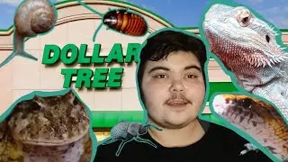 Dollar Tree Shopping For Reptiles, Snails, Amphibians, And Insects!