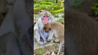 A touching jungle scene of monkeys helping each other feel cared for through grooming rituals 🍃💛🙉