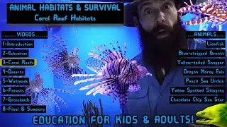 Coral Reef Habitats: Animal Habitats & Survival