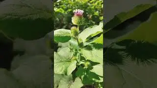 🌻&sup1;⁰☆&bull;&sup3;◇&sup3;■&sup1;□&sup1; Greater Burdock (Arctium lappa) in Sunflower Family (Asteraceae)