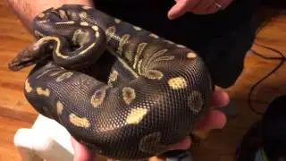 Grow up ball python females for next years breeding season!