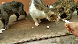 The rare ones are crazy about food because they are very hungry.❤️🥵🥵🐈🐈🥵🥵🐈❤️🥵🥵❤️.