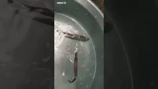 Alligator Gar Tips || nature Co #shorts #alligatorgar #monsterfish #youtubeshorts #fish #care