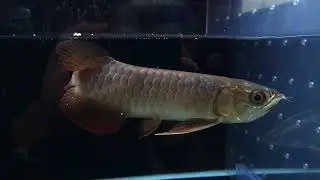 【難アリ】過背金龍〜絢爛〜ブルーベース