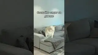 #мем #шура #жиза #анимация #смех #котики