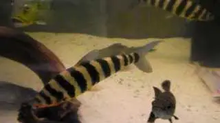 Leporinus fasciatus 35 cm