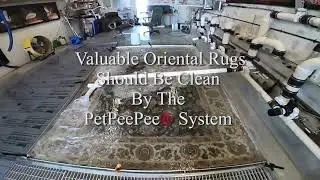 Valuable Oriental Carpet Should be clean by the PetPeePee system
