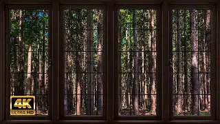 4K Forest window view - Relaxing, Calming, Ambience