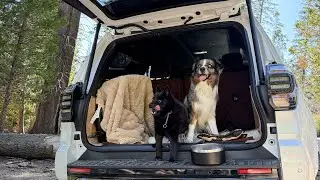 DOG PEOPLE!!! The Most Important 2025 Toyota 4Runner Mod!