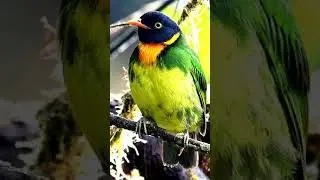 Birding in Colombia - The colors of Birds