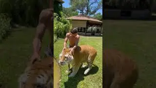 Homem eo tigre Dourado 🐯 ... meu Garotinho de Estima&ccedil;&atilde;o #shorts