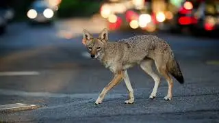 The Last Coyote